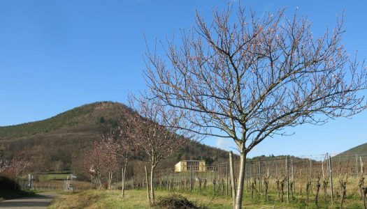 Pedelec Ausflüge: Üppige  Mandelblüte in der  Pfalz