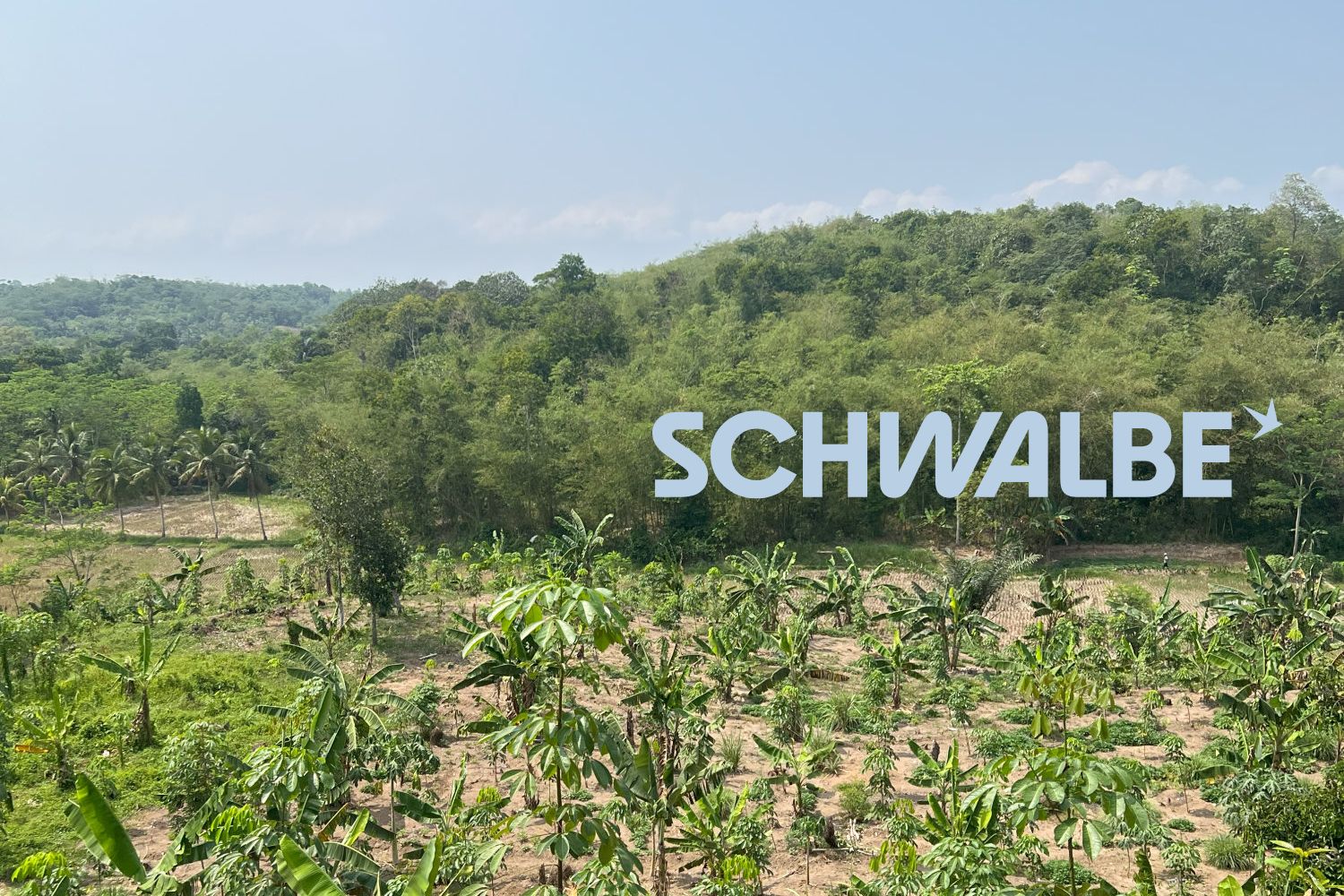 Schwalbe Agroforstwirtschaft 2024 Resumee